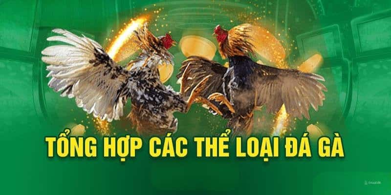 GK88 cung cấp đa dạng các thể loại đá gà phổ biến