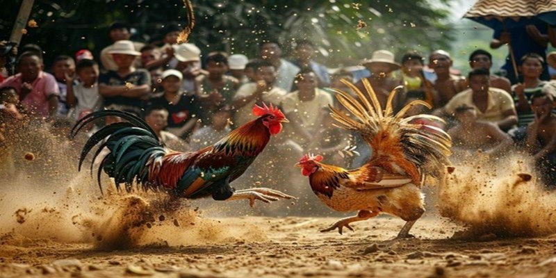 Hãy phân tích thực lực của chiến kê khi chơi đá gà