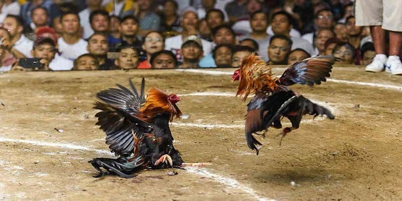 Đá gà CPC diễn ra gay cấn, kịch tính thu hút nhiều người xem