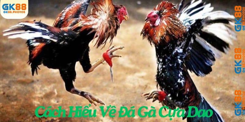 Cách hiểu đúng về đá gà cựa dao