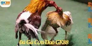 Đá gà cựa dao GK88