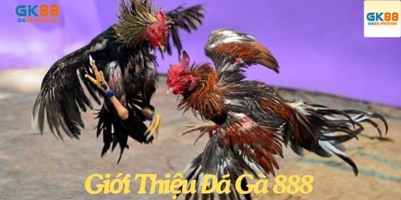 Giới thiệu đá gà 888
