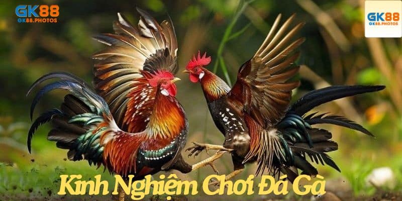 Kinh nghiệm cá cược đá gà để thắng