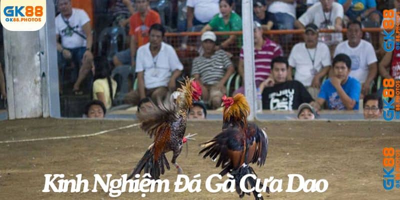 Kinh nghiệm đá gà cựa dao