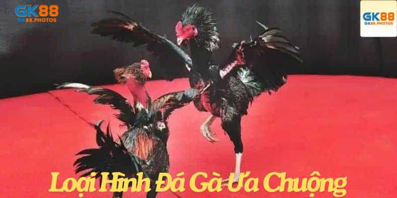 Loại hình đá gà 888 được ưa chuộng