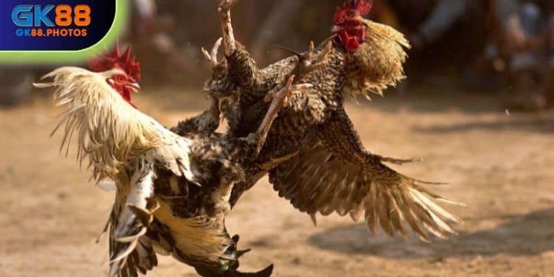 Chất lượng chiến thuật của chiến kê