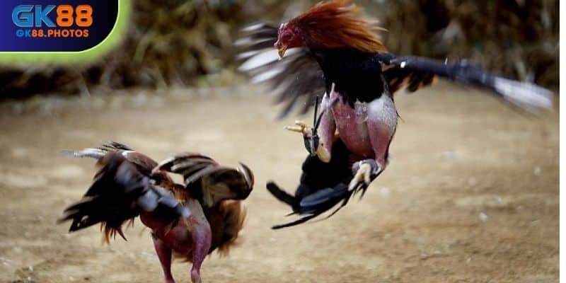 Đá gà cựa dao tại sảnh đá gà online GK88
