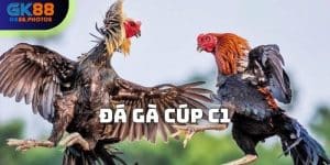 Đá gà cúp C1 tại GK88