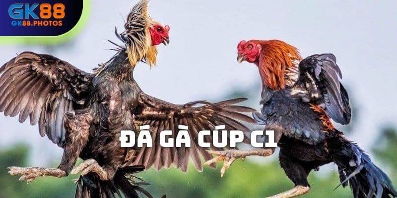 Đá gà cúp C1 tại GK88