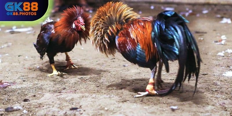 Đá gà Mỹ là trò chơi hấp dẫn được nhiều người yêu thích tham gia